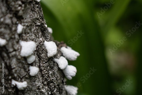 moss on tree