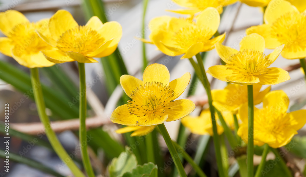 (Caltha palustris) Détail d'une grosse fleur jaune or sur tige rampante du populage des marais ou souci d'eau (Caltha palustris) Détail d'une grosse fleur jaune or sur tige rampante du populage des marais ou souci d'eau