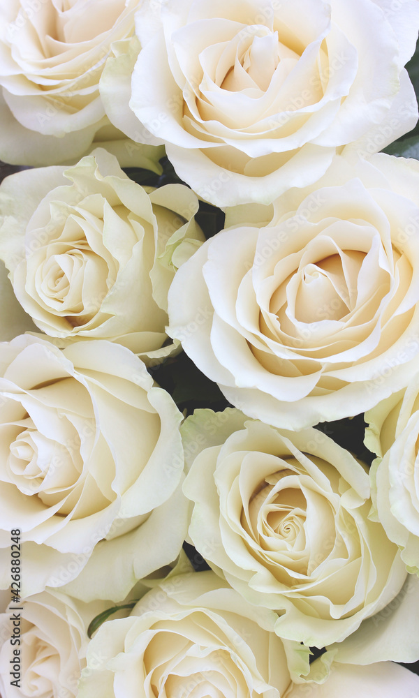 floral background with cream roses. floral background with cream roses.