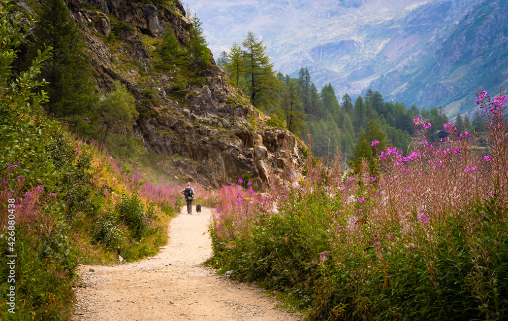 Scena estiva con un sentiero di montagna che passa in mezzo ai fiori e in lontananza si vedono un uomo con il suo cane . Vacanza. Viaggiare. In montagna. Valle D'Aosta. Place Moulin. Italia.