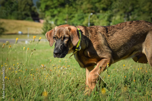 puppy of german shepherd  who is running in meadow. He is so happy.