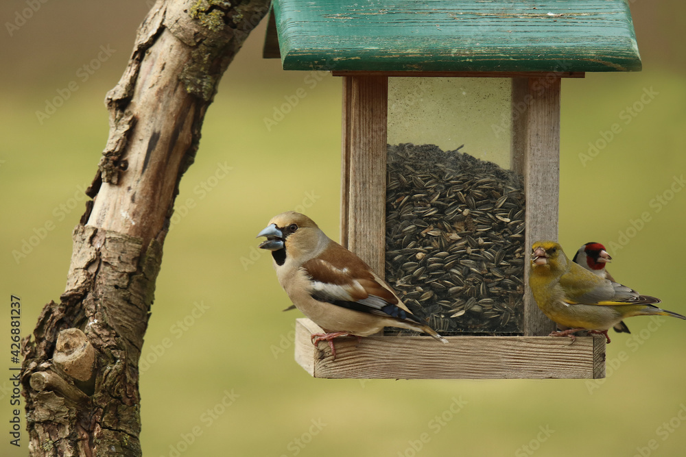 Naklejka premium drei verschiedene Vögel Kernbeißer Grünfink und Stieglitz sitzen gemeinsam am Futterhaus