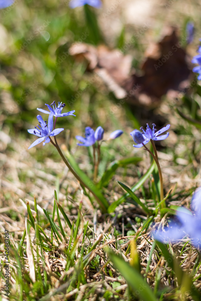 Gros plan sur des crocus sauvage dans une prairie de montagne dans le Vercors (Isère, France) Gros plan sur des crocus sauvage dans une prairie de montagne dans le Vercors (Isère, France)