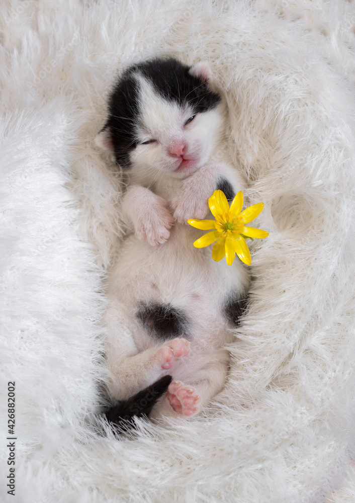 black and white newborn kitten is sleeping sweetly, lying on its back in a soft knitted blanket. Deep sleep of a feline child. Nearby is a bright yellow flower. Coziness and tenderness of pets black and white newborn kitten is sleeping sweetly, lying on its back in a soft knitted blanket. Deep sleep of a feline child. Nearby is a bright yellow flower. Coziness and tenderness of pets