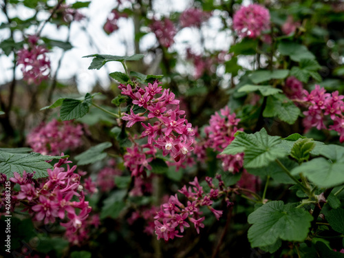 SPRING FLOWERING TREE