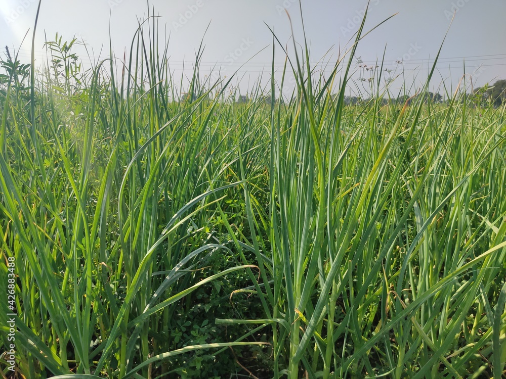 Obraz premium green rice field