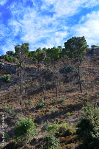 view of green pine trees in high mountains landscape, beautiful landscape of mountains peaks and green forest against the blue sky, Israel 