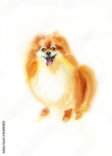 The Pomeranian red hair dog. Watercolor