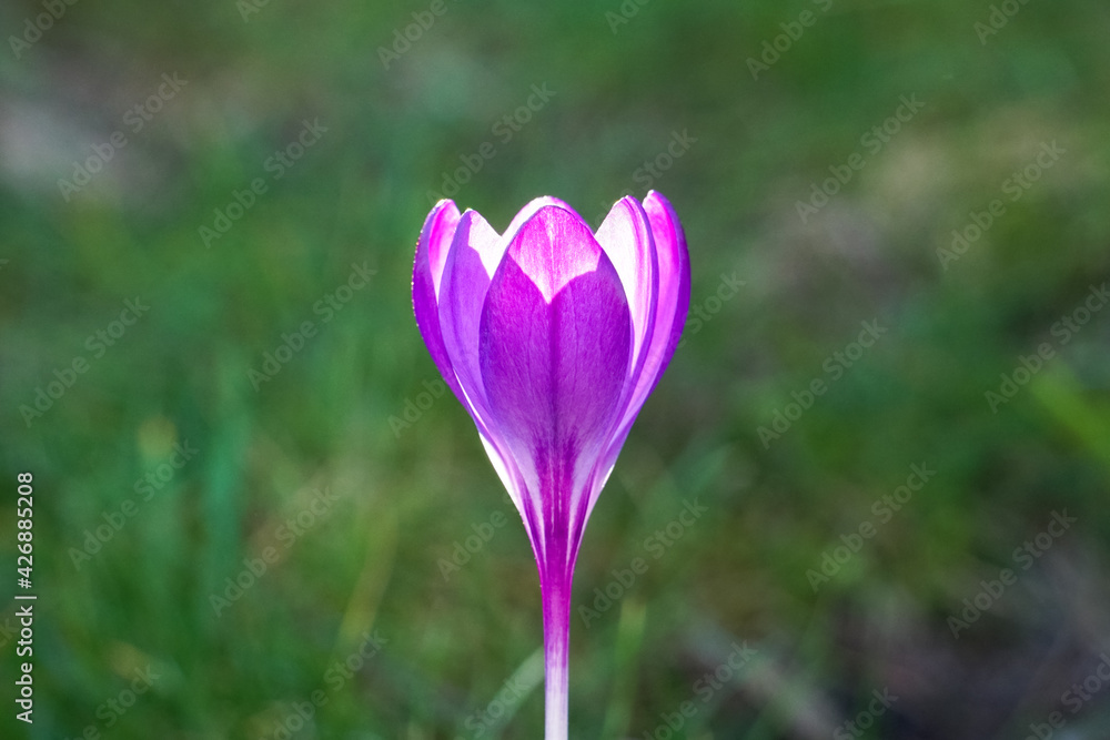 Close up of a single purple crocus flower Close up of a single purple crocus flower