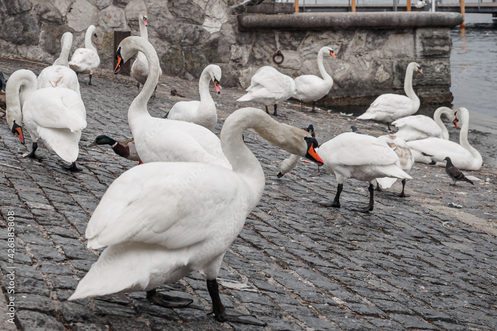 Swans on the embankment of lake Zurich, Switzerland