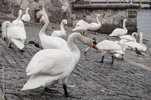 Obraz na płótnie Swans on the embankment of lake Zurich, Switzerland w salonie