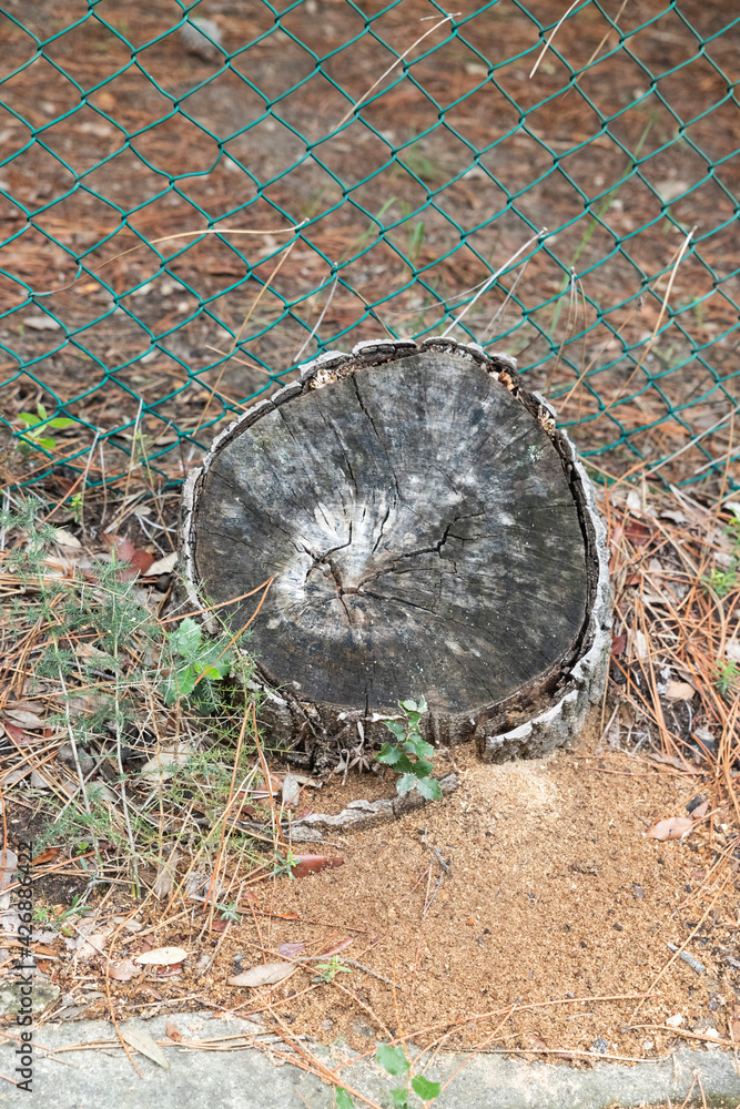 Fototapeta premium tree trunk sawn with green wire mesh