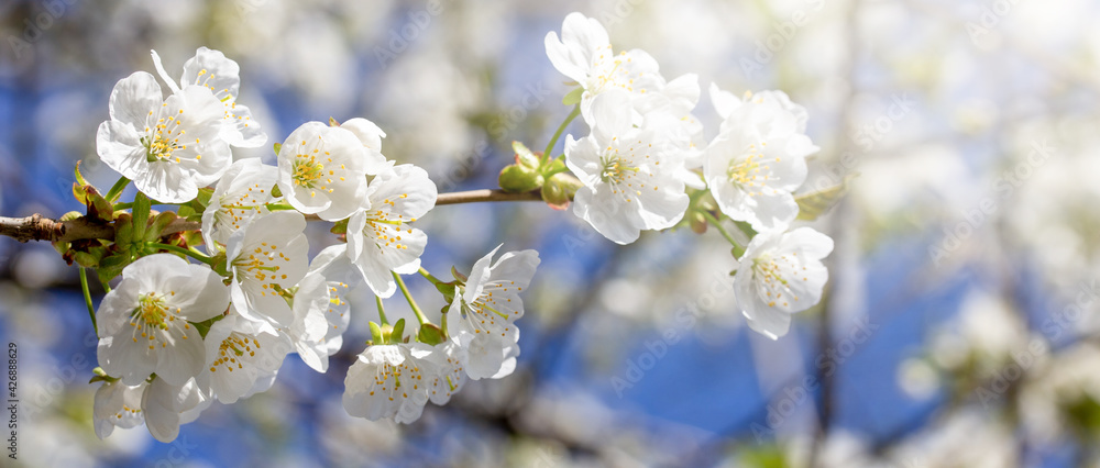 close up of cherry flowers under sunlight - spring time flowers
close up of cherry flowers under sunlight - spring time flowers