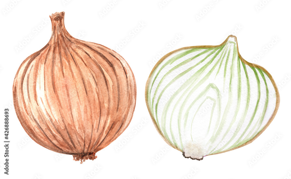 Obraz premium Watercolor whole and cut onion set isolated on white background