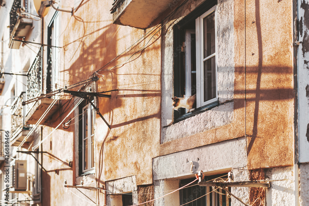 View of an orange plastered wall of an antique residential house with multiple windows, plenty of drying ropes stretching in between, and a home pet - a cat leaned out of the window, observing a yard