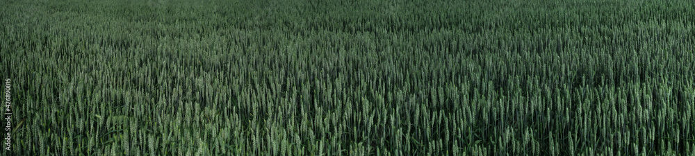 Wide screen photo of a young and fresh green wheat field. Background photo Wide screen photo of a young and fresh green wheat field. Background photo