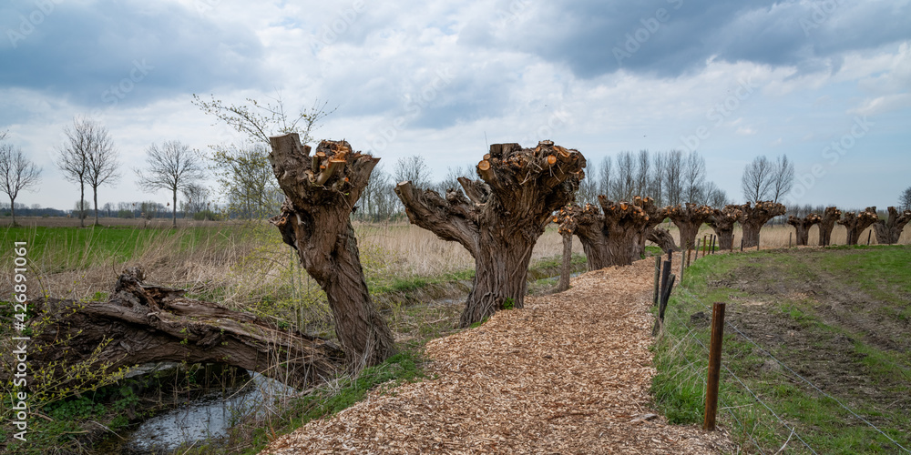 Fototapeta premium Walking in Flanders