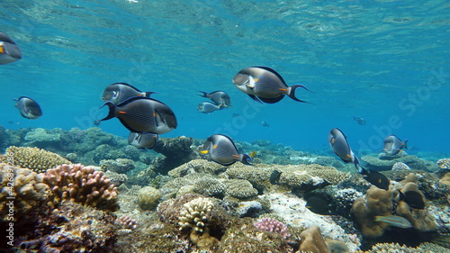 Sohal surgeonfish. Fish - a type of bone fish Osteichthyes. Fish-surgeons. Arabian surgeon.