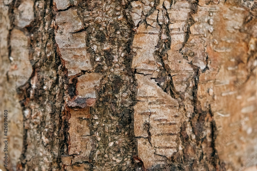 Tree bark as a background texture. Copy, empty space for text Tree bark as a background texture. Copy, empty space for text