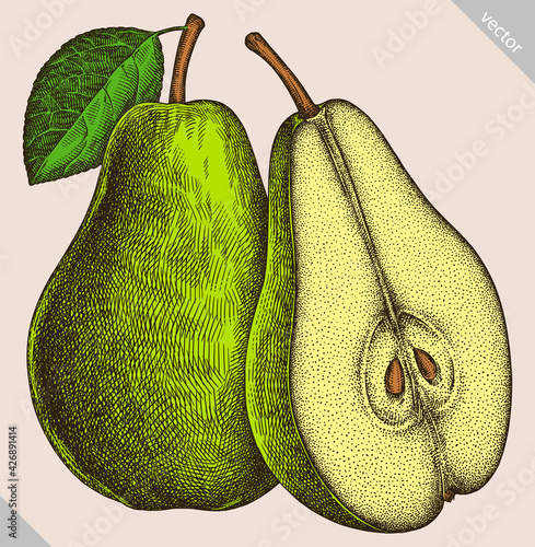Engrave isolated pear hand drawn graphic vector illustration
