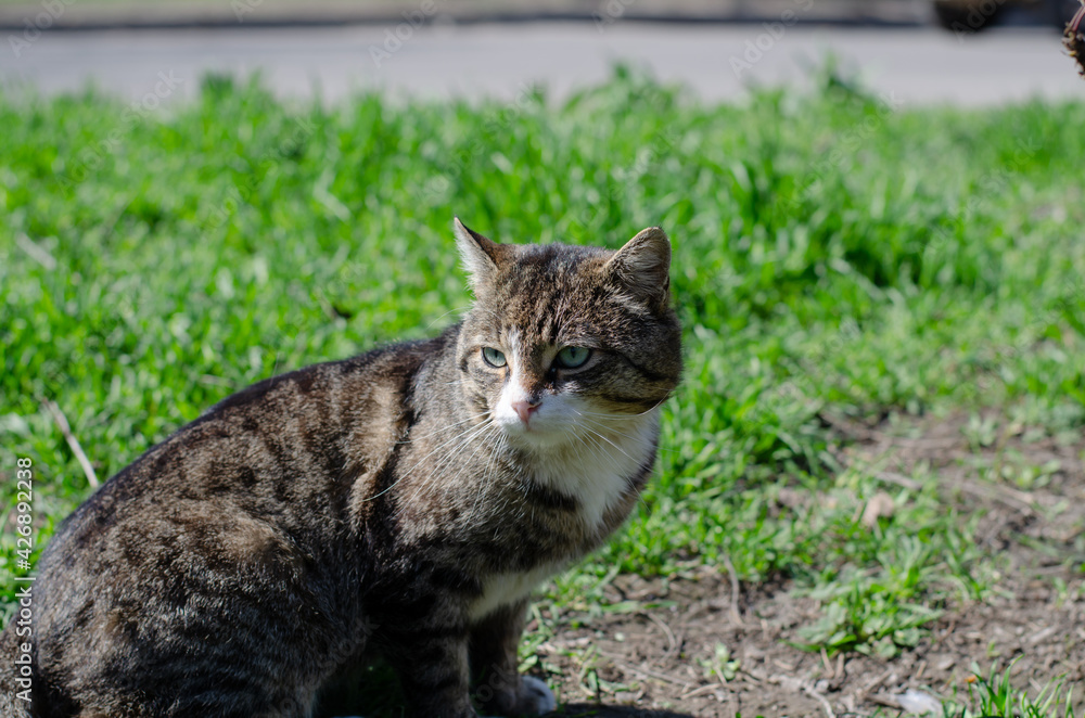 A spotted street cat is lying on the grass and basking in the sun. Street cat. Abandoned pet.