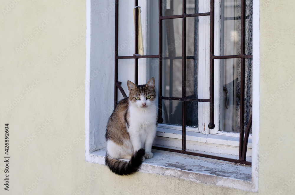A street cat is sitting on a bench. The courtyard, abandoned cat walks. Thoroughbred, domestic pet. A street cat is sitting on a bench. The courtyard, abandoned cat walks. Thoroughbred, domestic pet.