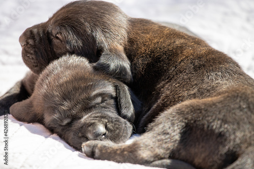 Hanoverian Puppy Dogs © MacPack Photography