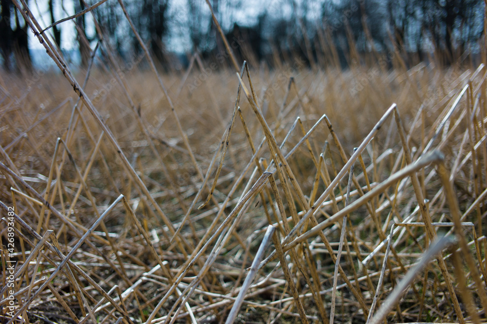 Obraz premium Landscape with reed in foreground and trees in the background. Focus on foreground