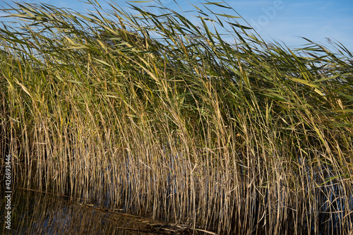 Waving reeds in autumn sunlight against a blue sky