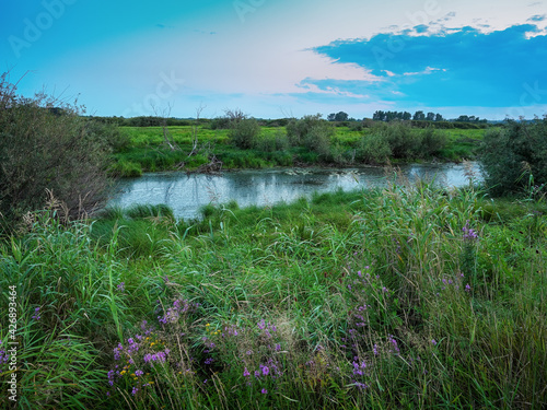 Lush meadows lake trees on the shore and driftwood evening light sunset quiet surface of water flowers in the grass and reflection in the water