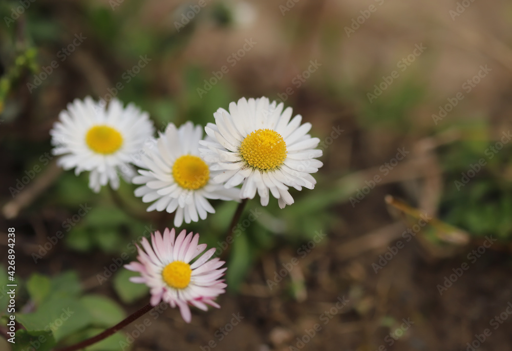 Daisy flower