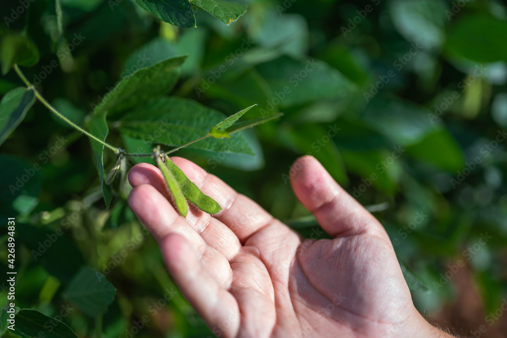 Male farm worker hand harvesting green fresh ripe organic soybean. Male farm worker hand harvesting green fresh ripe organic soybean.