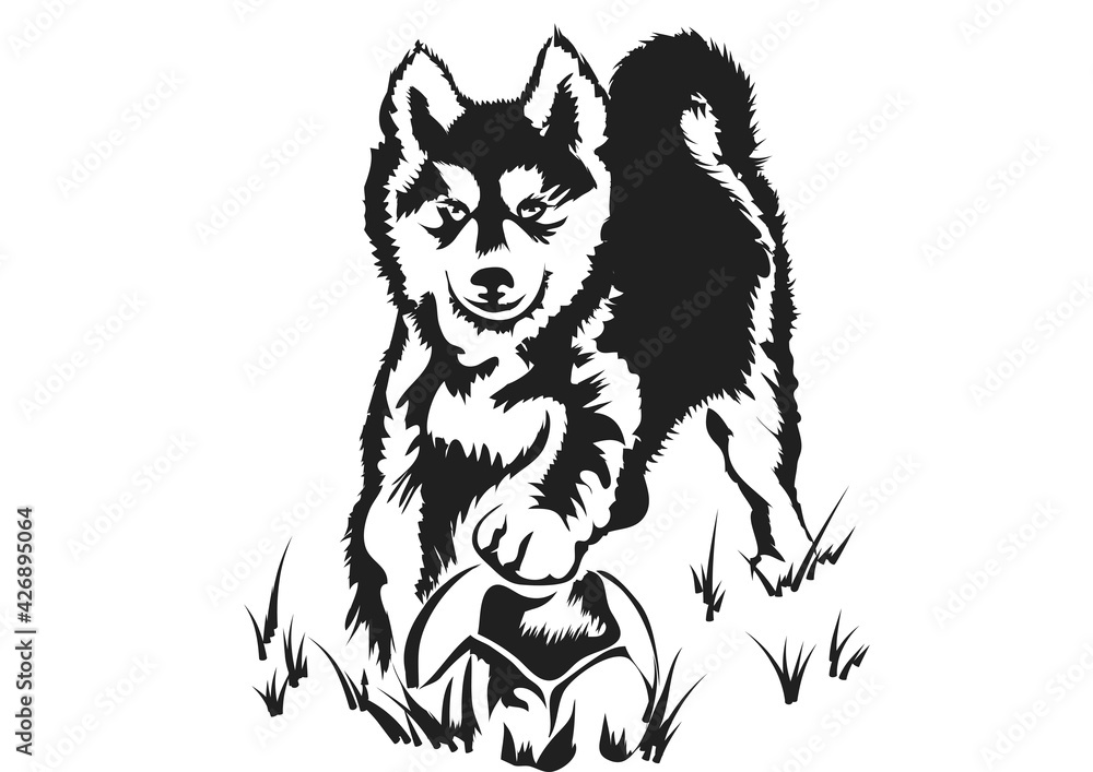 Fototapeta premium husky puppy playing with ball