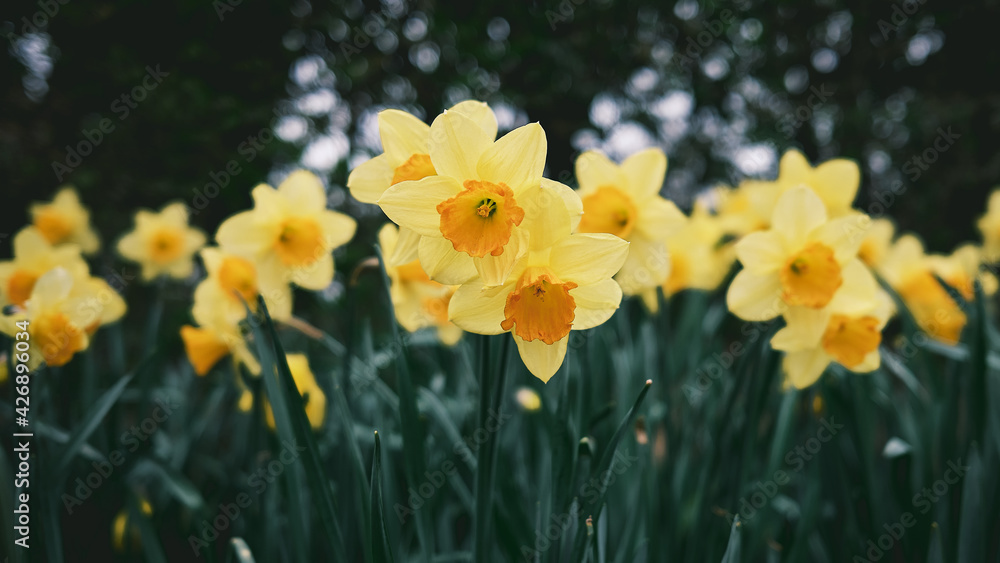Fototapeta premium daffodils in spring