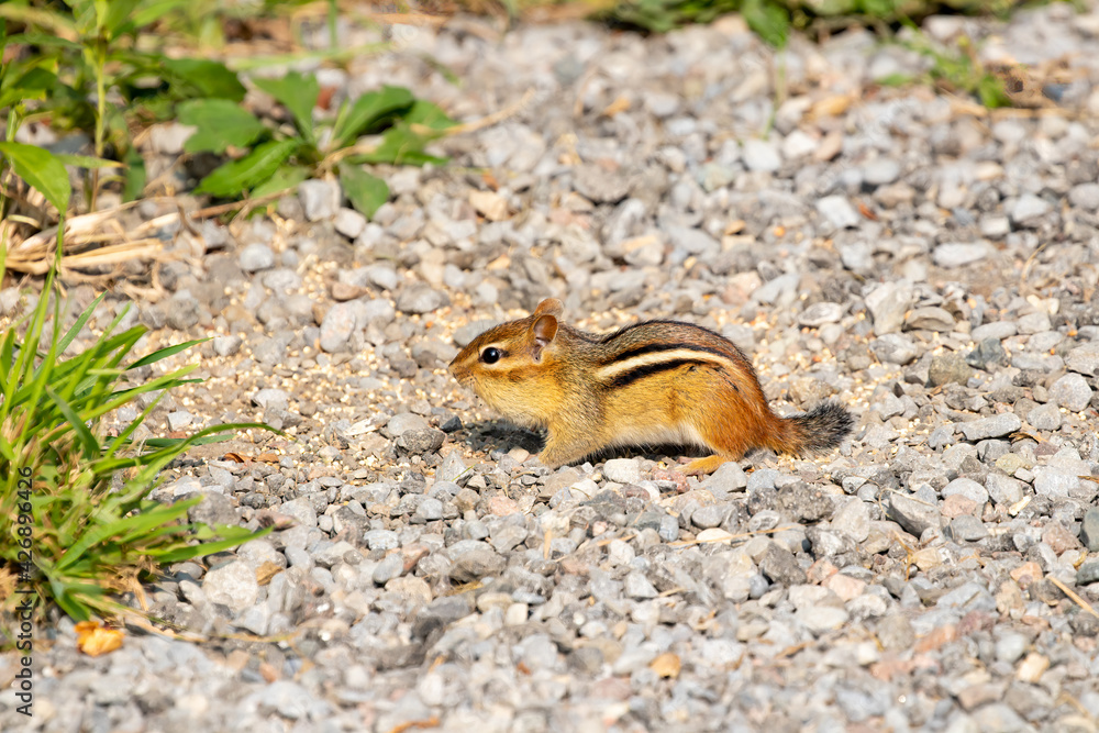 A cute Colorado chipmunk is playing on the ground