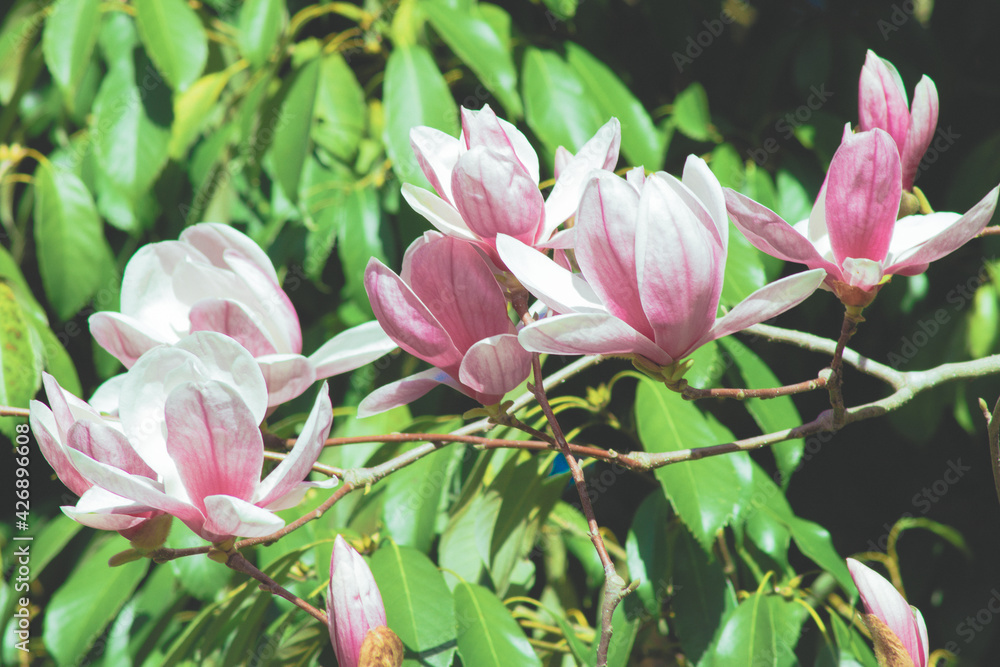 Blooming magnolia tree with pink flowers close up. Sochi,Russia.