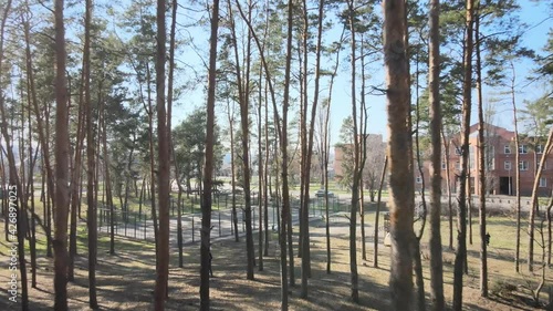 Pine forest early spring
