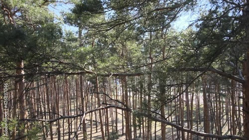 Pine forest early spring