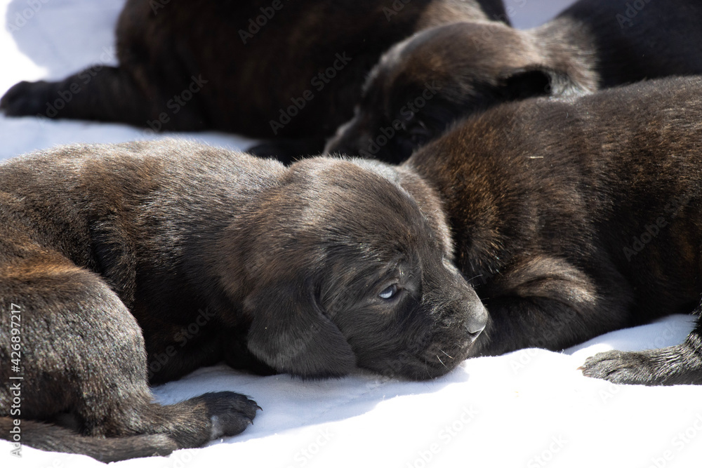 Obraz premium two puppies sleeping
