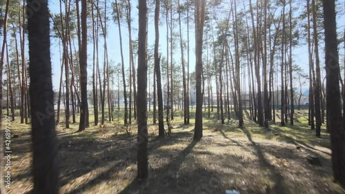 Pine forest early spring