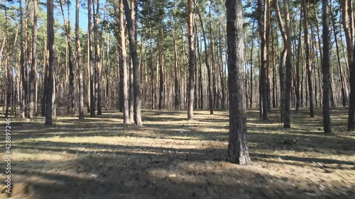 Pine forest early spring