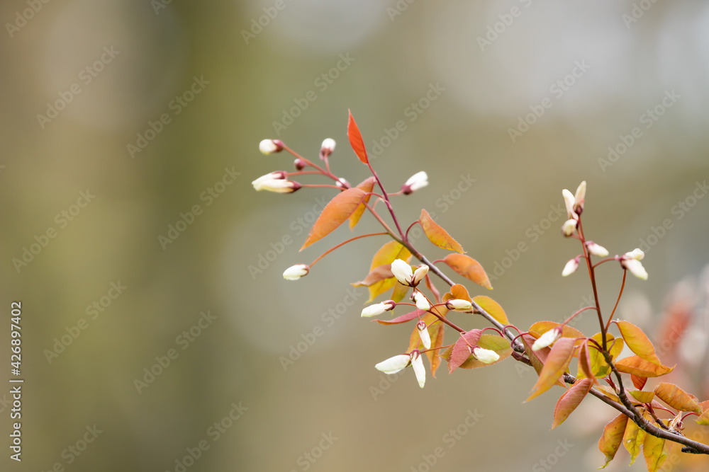 Little flowers stand out of the background Little flowers stand out of the background