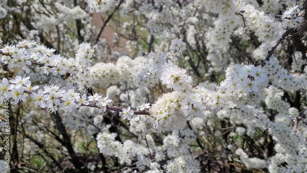 Bees collecting nectar on a white blooming blackthorn. Bees collecting nectar on a white blooming blackthorn.