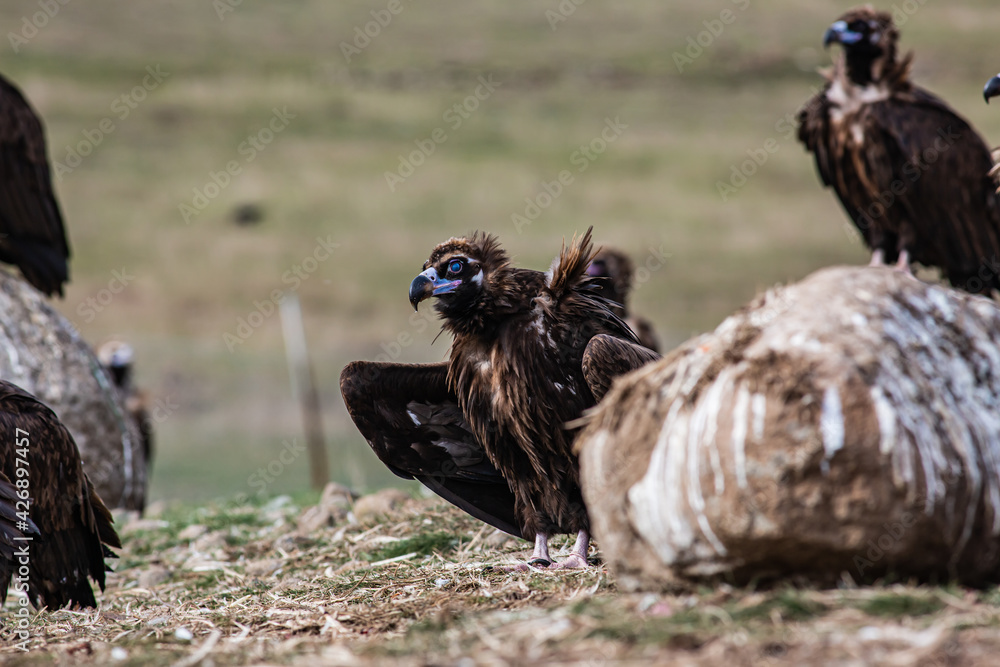 Fototapeta premium Cinereous Vulture, (Aegypius monachus) flight from rock in natural environment. Wild life.
