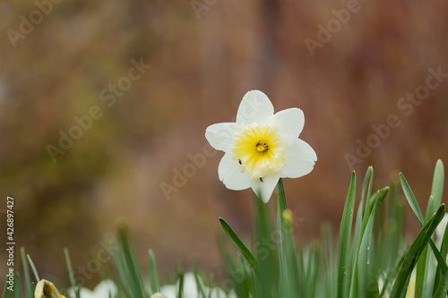 Beautiful little white yellow flower has insects enjoy its nectar