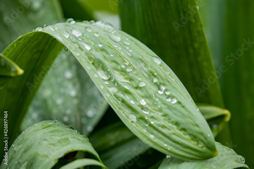 Beautiful water drops on leaf