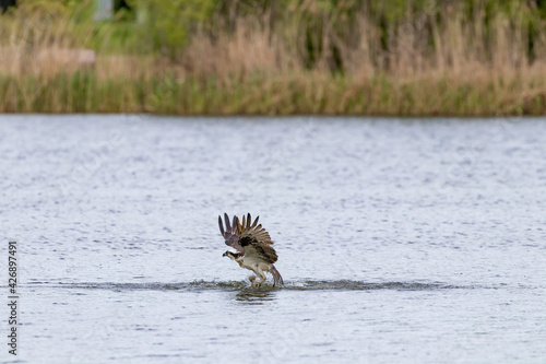 An osprey is catching a fish on a pond
