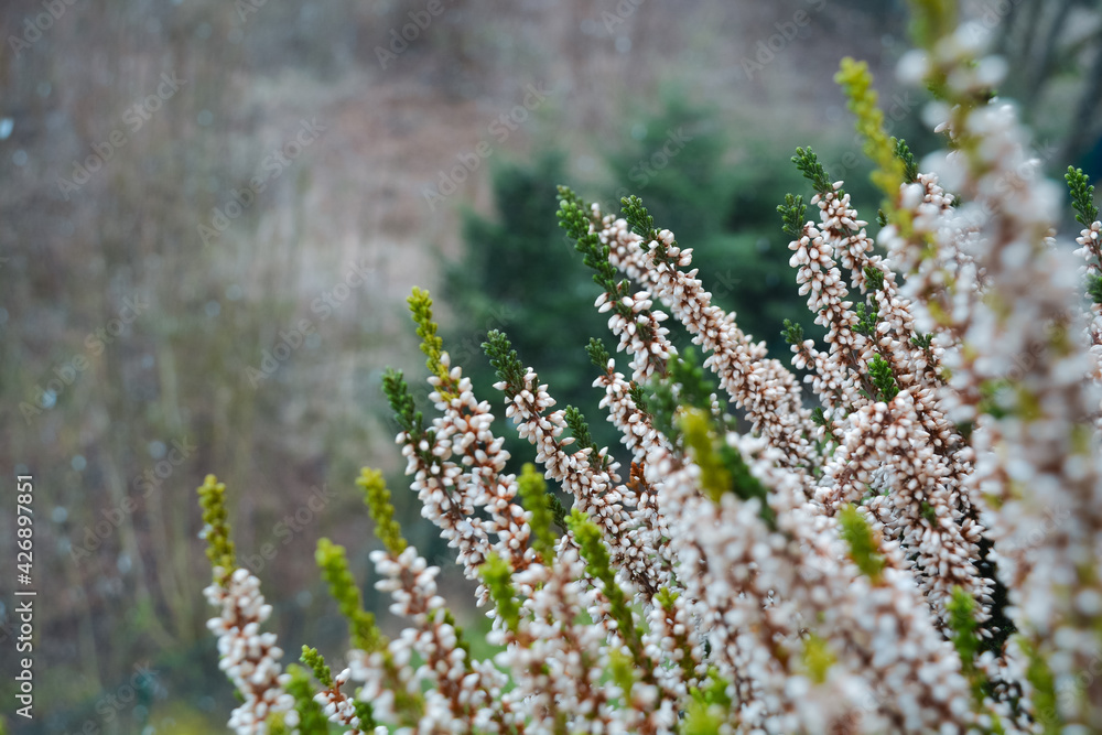 Obraz premium heathers in the field