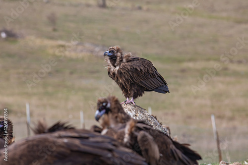Cinereous Vulture   Aegypius monachus  in its natural environment. Wild life.