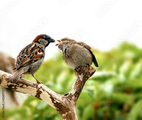 sparrow Birds with their families standing on the branches and feeding their young chicks of various kinds 